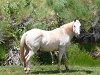 Vous poss&eacute;dez un cheval