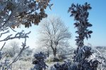 Sculptures de givre