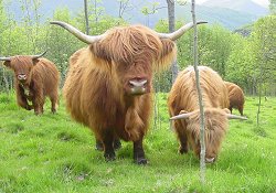 Parrainer une vache Highland