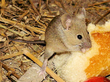 Souris