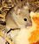 Souris