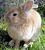 Lapin