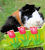 Cochon d'Inde