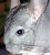 Chinchilla