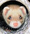 Furet