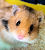 Hamster