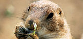 Tous les diaporamas Nature
