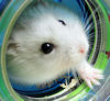 Souris