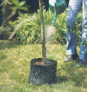 Planter un arbre