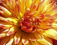 Dahlias
