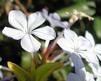 Plantes grimpantes