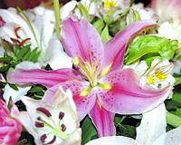 Lys