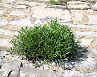 Des mauvaises herbes