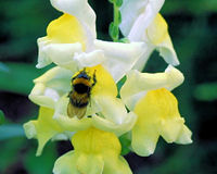 Muflier
