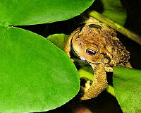 Crapaud