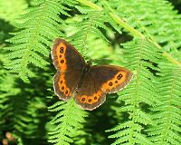 Papillon sur foug&egrave;re