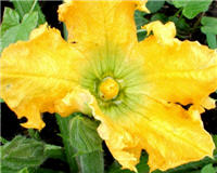 Fleur de courgette