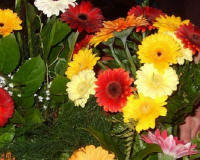 Gerberas