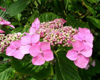 Hortensia