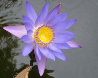 Lotus