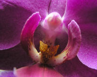 Orchid&eacute;e