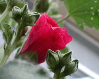 Rose trémière