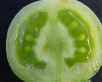 Tomate verte