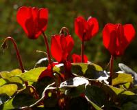 Cyclamens