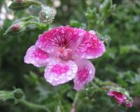G&eacute;ranium