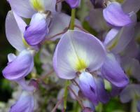 Glycine