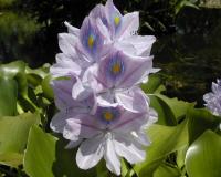 Jacinthe d'eau