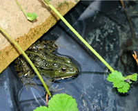 Grenouille