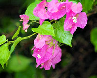 Bougainvillier