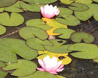 N&eacute;nuphar
