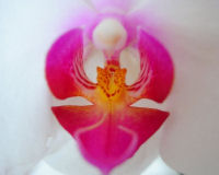 Orchid&eacute;e