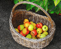 Pommes