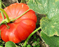 Potiron