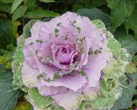 Chou-fleur