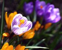 Crocus