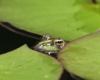 Grenouille