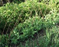 Potager