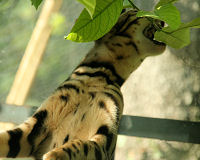 Bengal