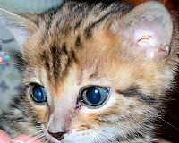 Chaton Bengal