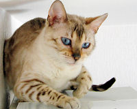 Bengal