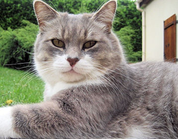 Chaton, le chat serein