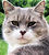 Le chat serein