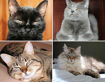Kiki, Arsouille, Flek... des chats satisfaits