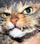 Le chat en col&egrave;re