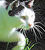 Le chat &agrave; l'affut