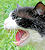 Le chat qui grogne et qui souffle
